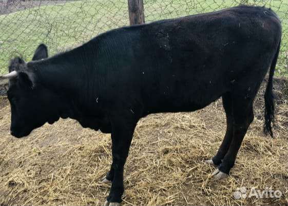 Корова молочная