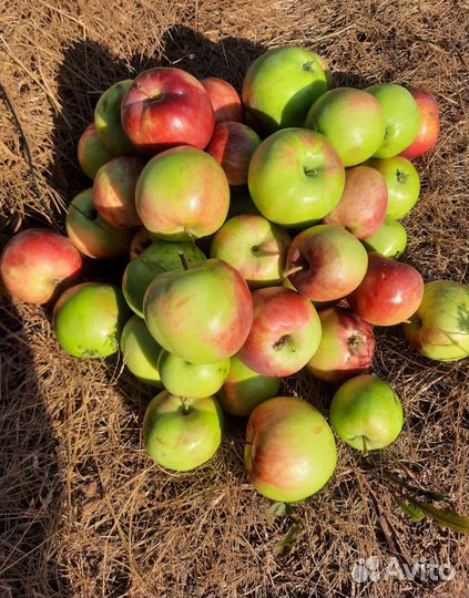 Яблоки домашние