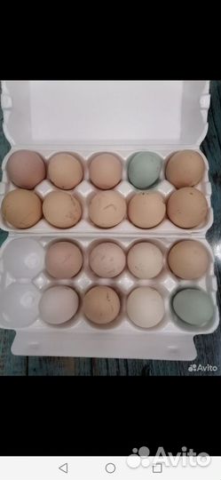 Инкубационное яйцо кур