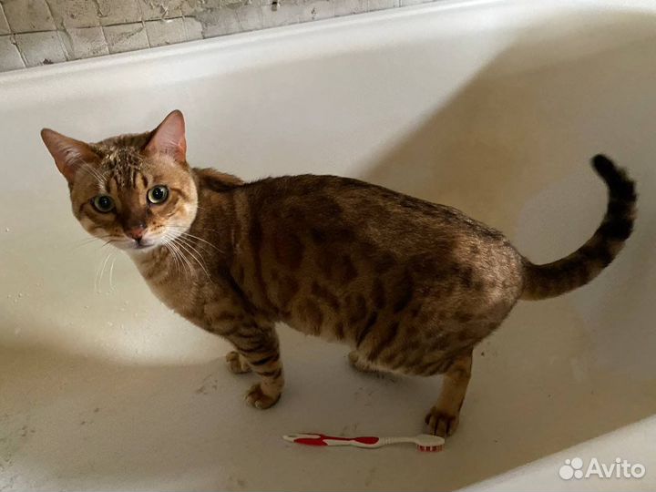 Бенгальский кот
