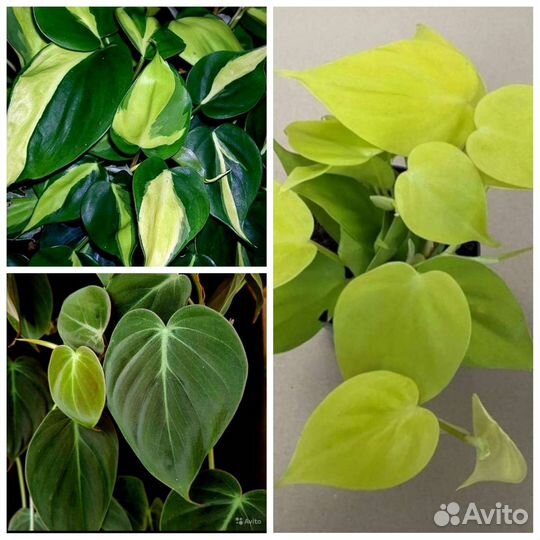 Филодендрон Scandens Micans, Micans Lime, Brasil