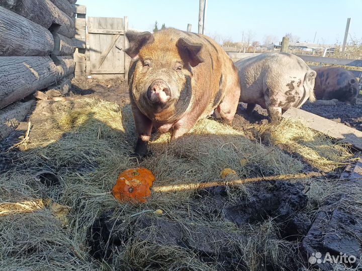 Продам свиноматок Дюрок+Пьетрен (Кантор)