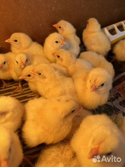 Цыплята