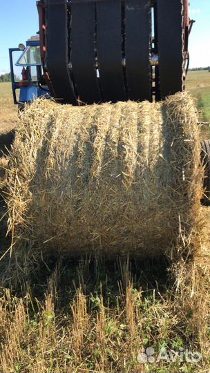 Солома пшеничная в тюках