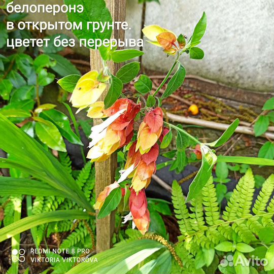 Белоперонэ (комнатный хмель)