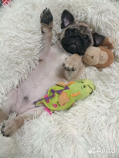 Щенки Мопсов