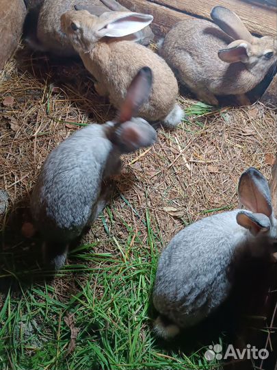 Продаются кролики,порода дворовые,3 месяца