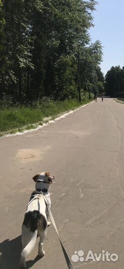 Метис бигля и эстонской гончей