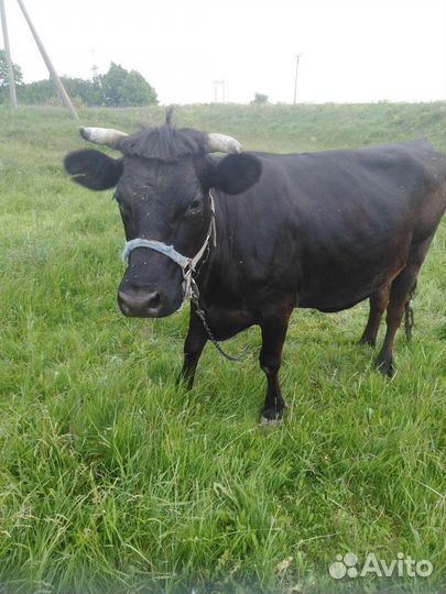Корова. Стельная