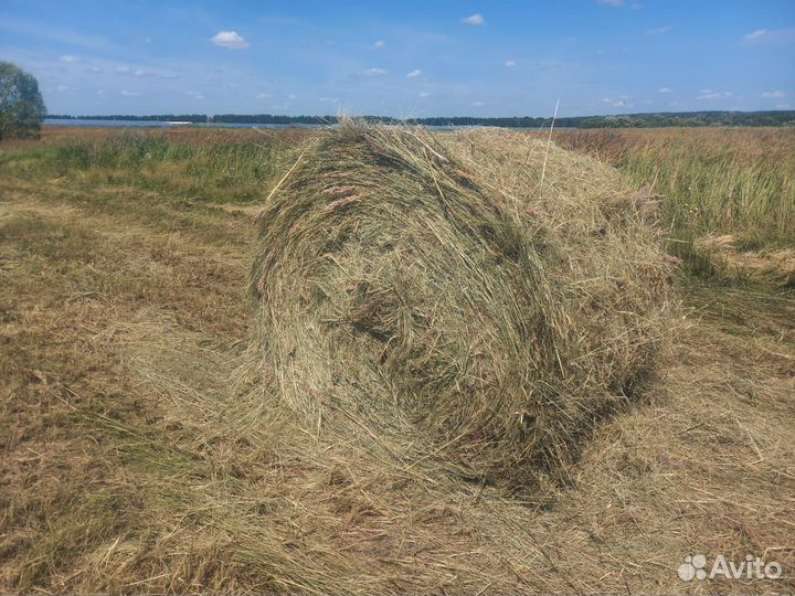 Продам сено в рулонах