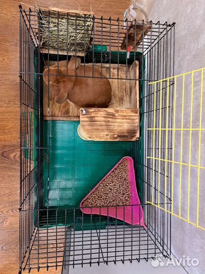 Декоративный кролик