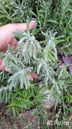 Лаванда, бересклет