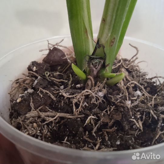 Монстера Лечлериана