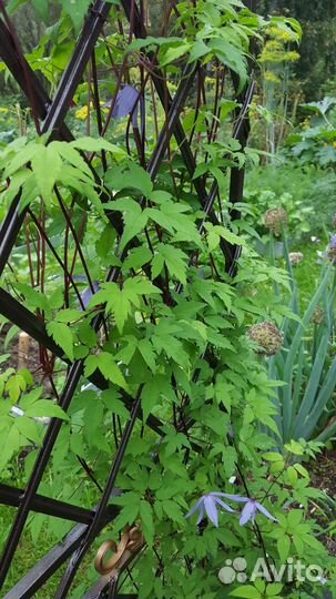 Княжик (клематис) Maidwell Hall