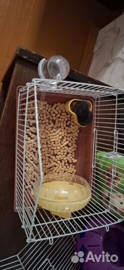 Джунгарские хомяки