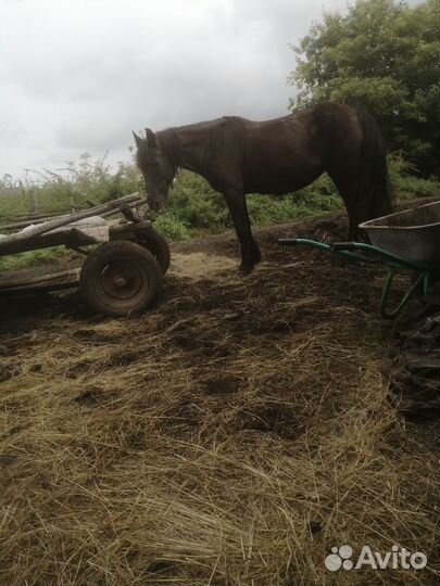 Продам кобылу