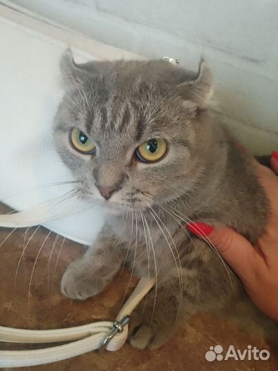 Британская