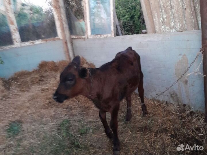 Тёлка дойная и телёнок