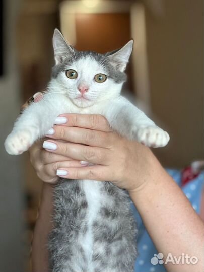 Котята в дар