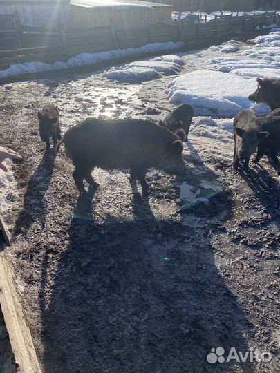 Дикий кабан