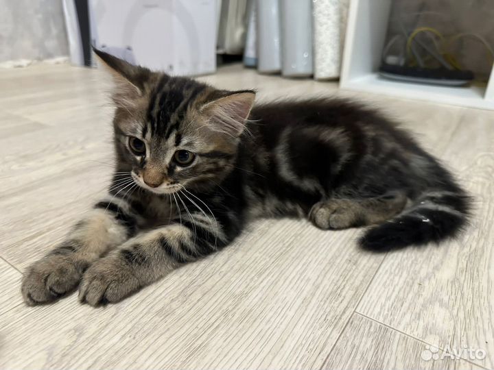 Котята в добрые руки бесплатно