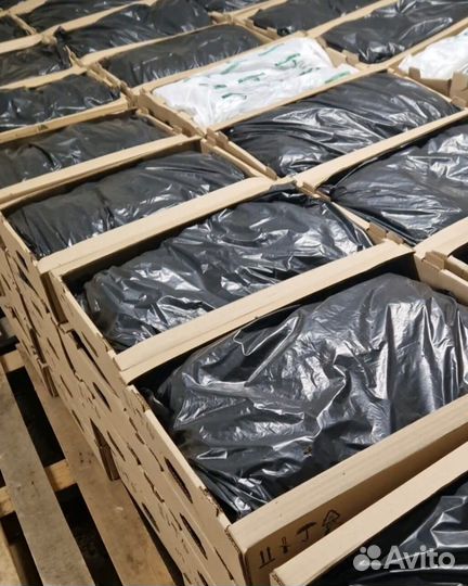 Сеянцы ели европейской зкс