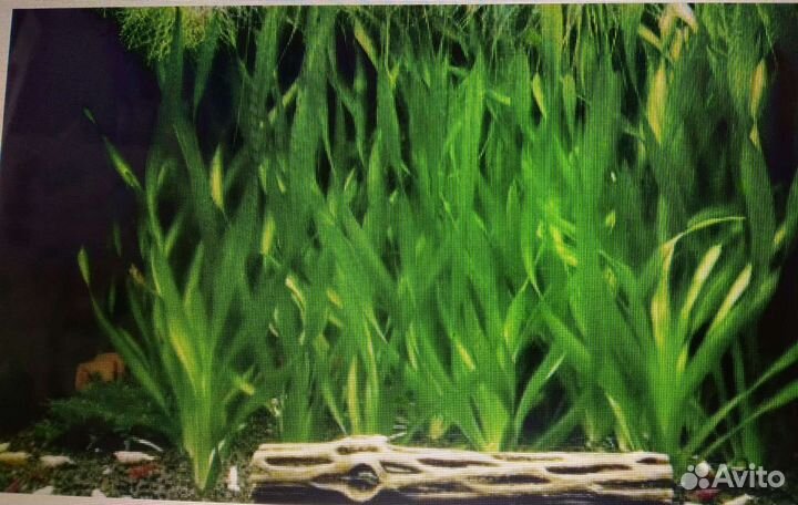 Аквариумное растение валеснерия