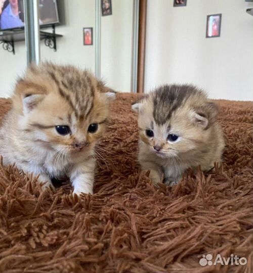 Шотландские золотые шиншиллы котята