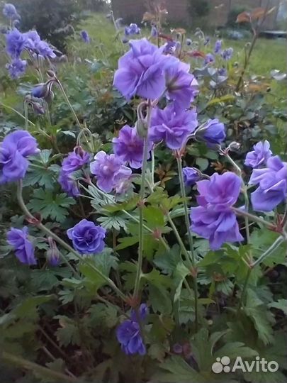 Многолетники