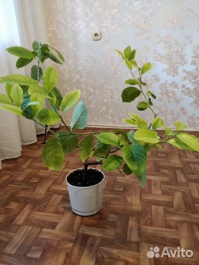 Лимонное дерево привитое