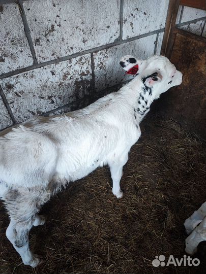 Телята бычки