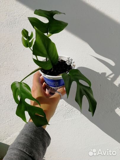 Комнатные растения