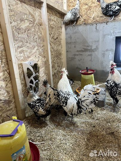 Аппенцеллер серебро ия