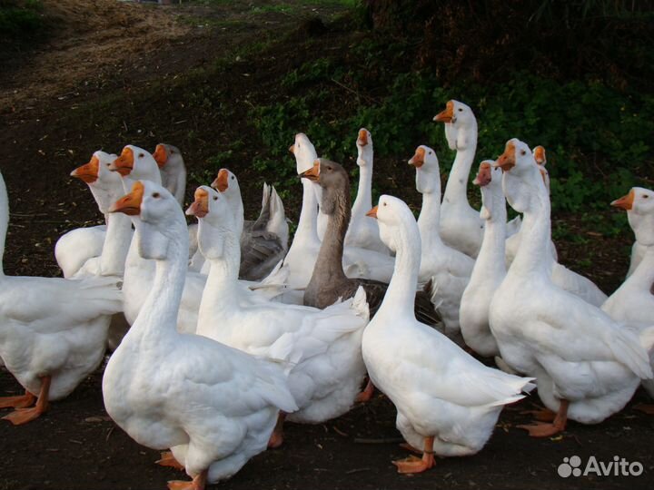 Холмогорские гуси