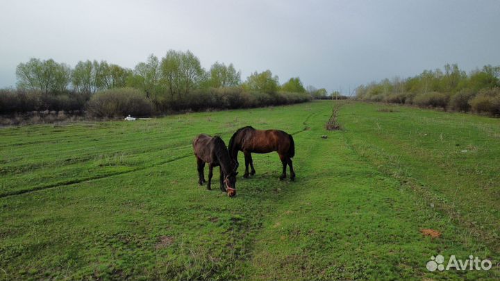 Видео оператор