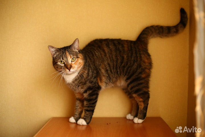 Кошка Сайра в добрые руки