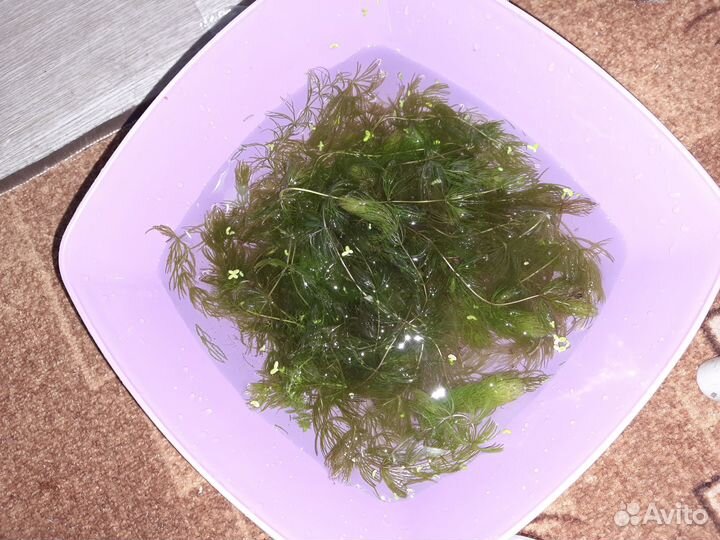 Растения прополка