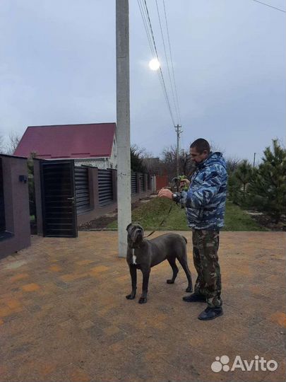 Дрессировка собак