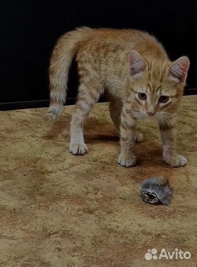 Рыжий котенок