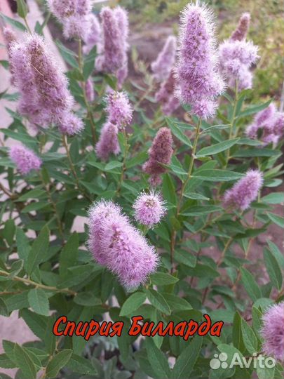 Садовые саженцы