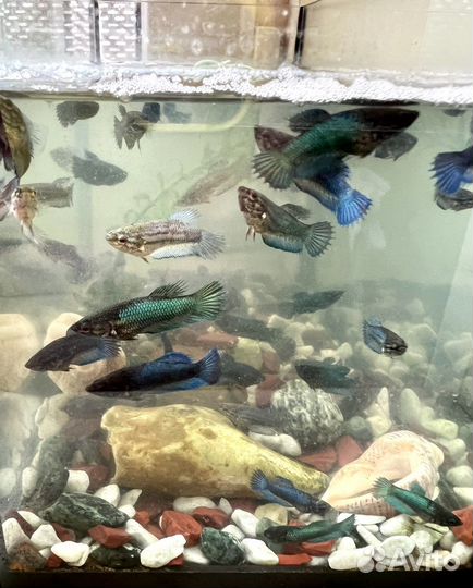 Малек петушок