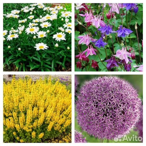 Неприхотливые цветущие многолетники