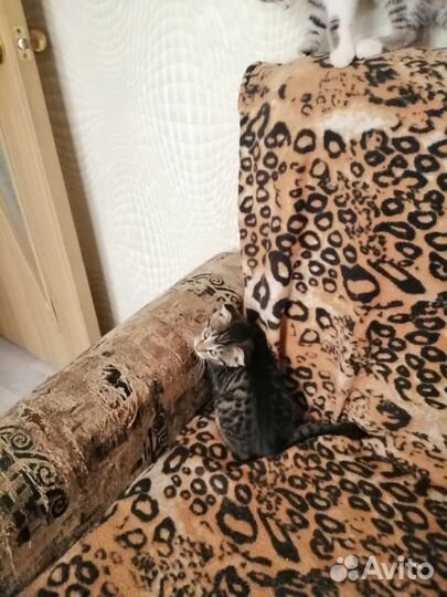 Отдам бесплатно