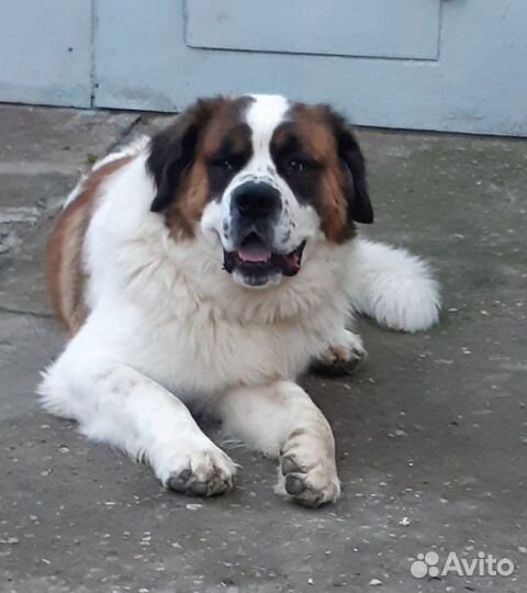 Вязка кобель