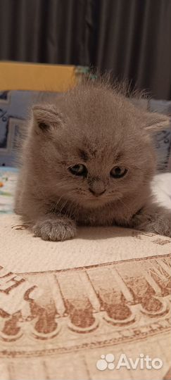 Продаются вислоухие котята