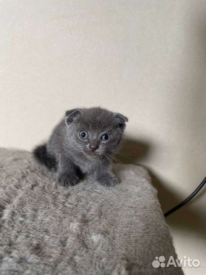 Котята в добрые руки бесплатно