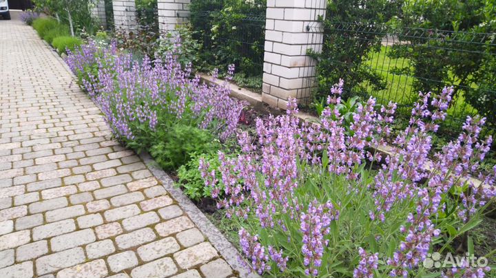 Кустарники и многолетники