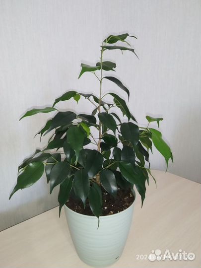 Фикус Бенджамина Даниэль