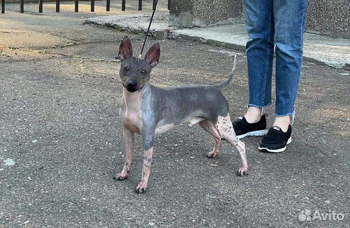 Собака без шерсти-Американский голый терьер