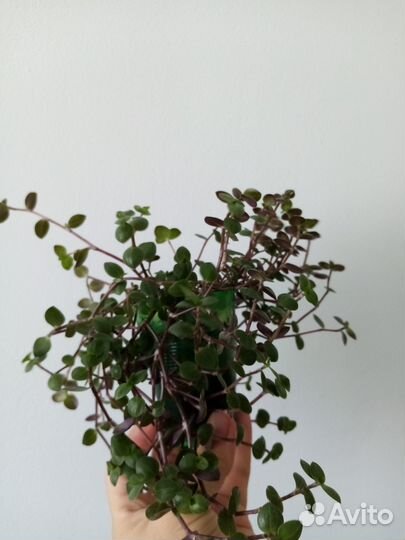 Герань, каллизия, традесканция